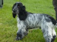 Mason aged 7 months at Gundog Show May 2010